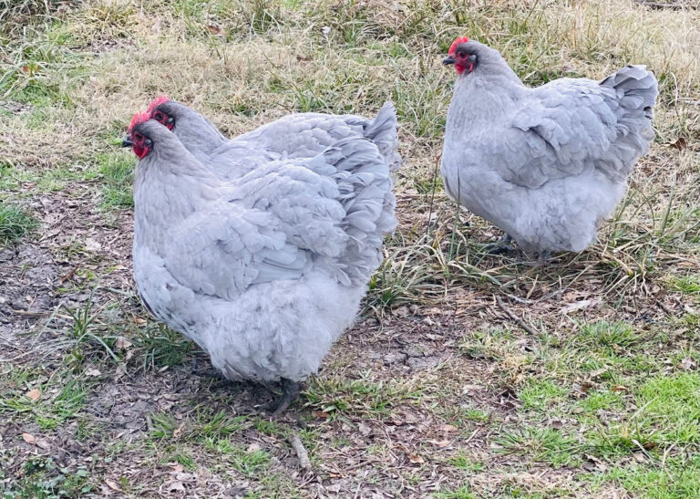 lavender orpington