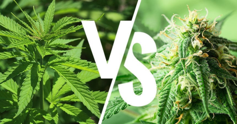 Sativa vs Indica