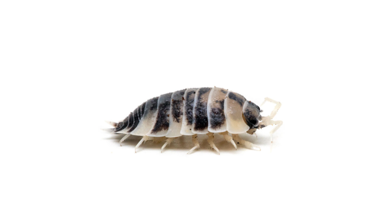 Dairy Cow Isopods