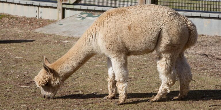 petting an alpaca