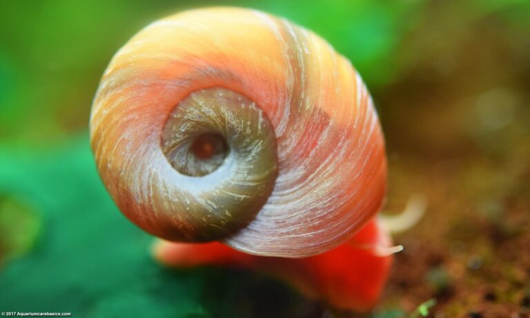 Ramshorn Snails